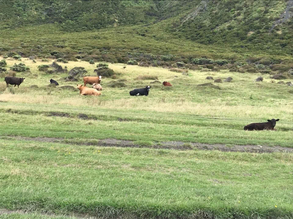 Neuseeland - Lake Ferry - Riesige Bullen ohne Zaun dazwischen 