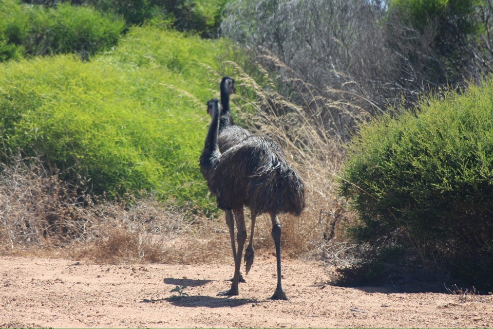 Australien - Kalbarri National Park - Es sollte weitergehen in den Kalbarri Nationalpark. Auf dem Weg dorthin sind uns zwei Emus begegnet.