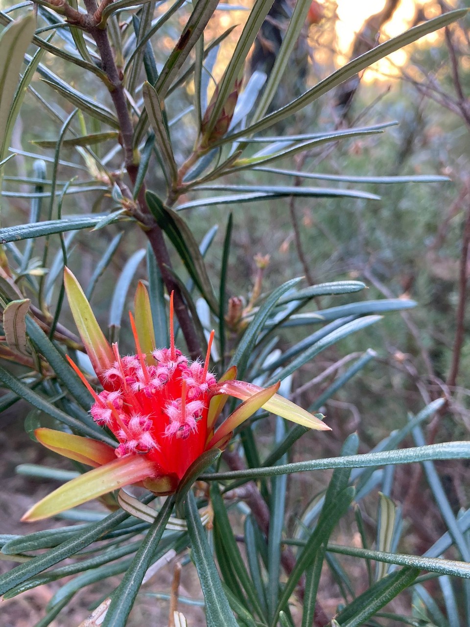 Australien - Katoomba - 