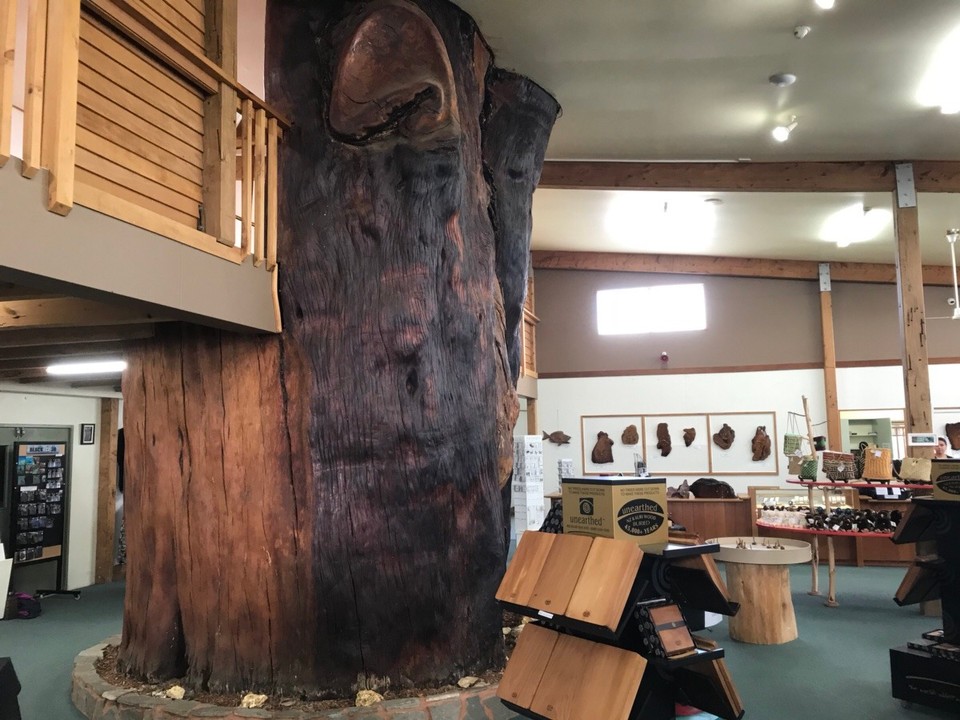 Neuseeland - Paihia - Sumpf Kauri Baum 3,50 Durchmesser