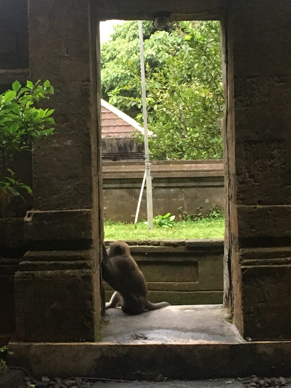 Indonesia - Ubud - Fra hotellvinduet. 