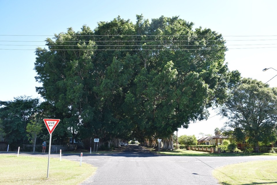 Australien - Yamba - Diese Straße hat den Beinamen "Fig Avenue" - eine Allee aus sog. Würgefeigen