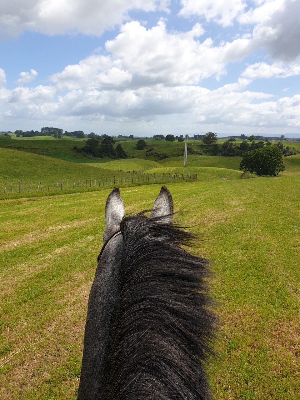 Neuseeland - Waitomo-Distrikt - 