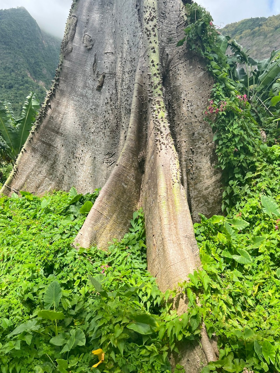 Dominica -  - der Stamm eines riesigen Baumes- aus dem Bus fotografiert-daher nur das Untergestellt