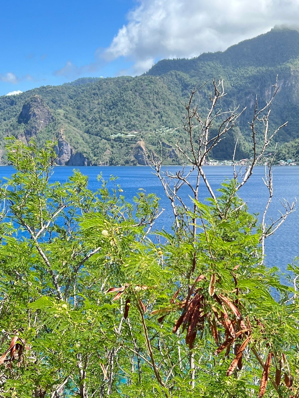 Dominica -  - 