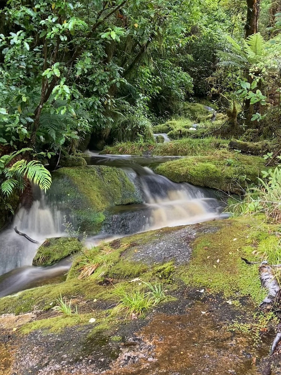 Neuseeland - Kahurangi National Park - 