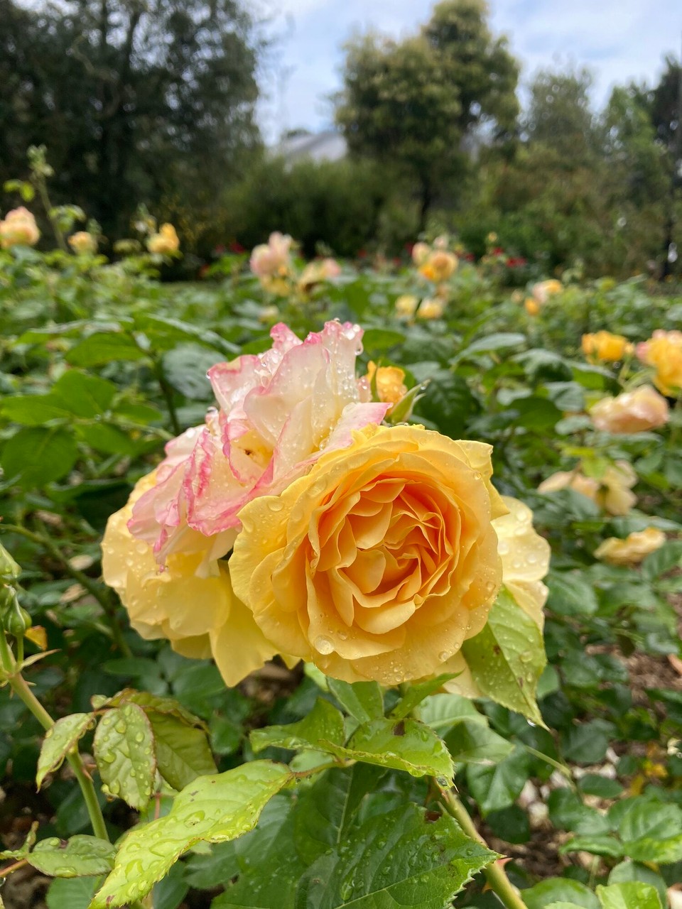 Neuseeland - Nelson - 