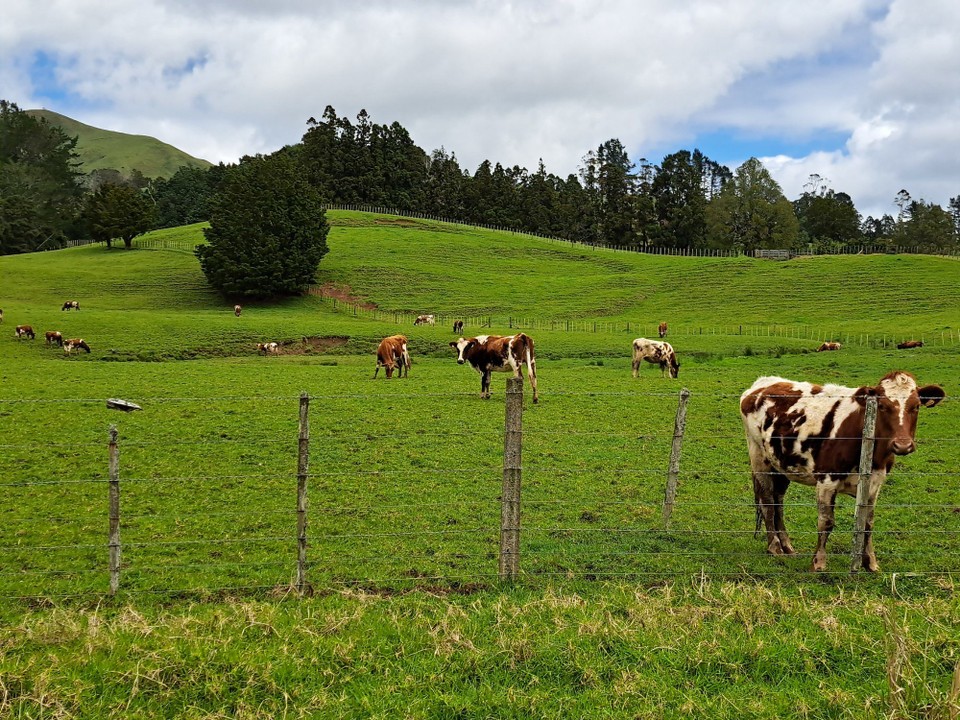 Neuseeland - Kumetewhiwhia - 