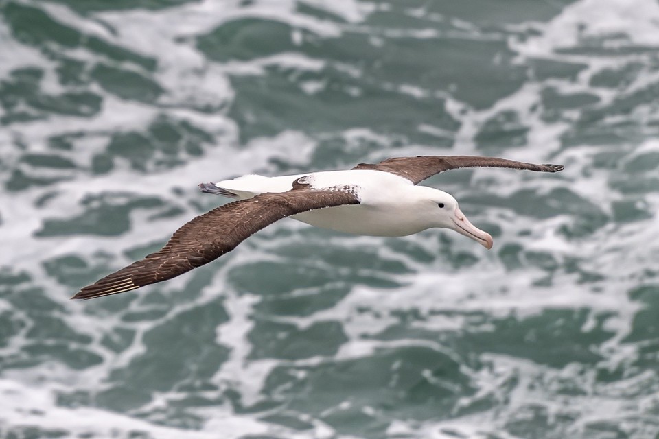 Neuseeland - Dunedin - 