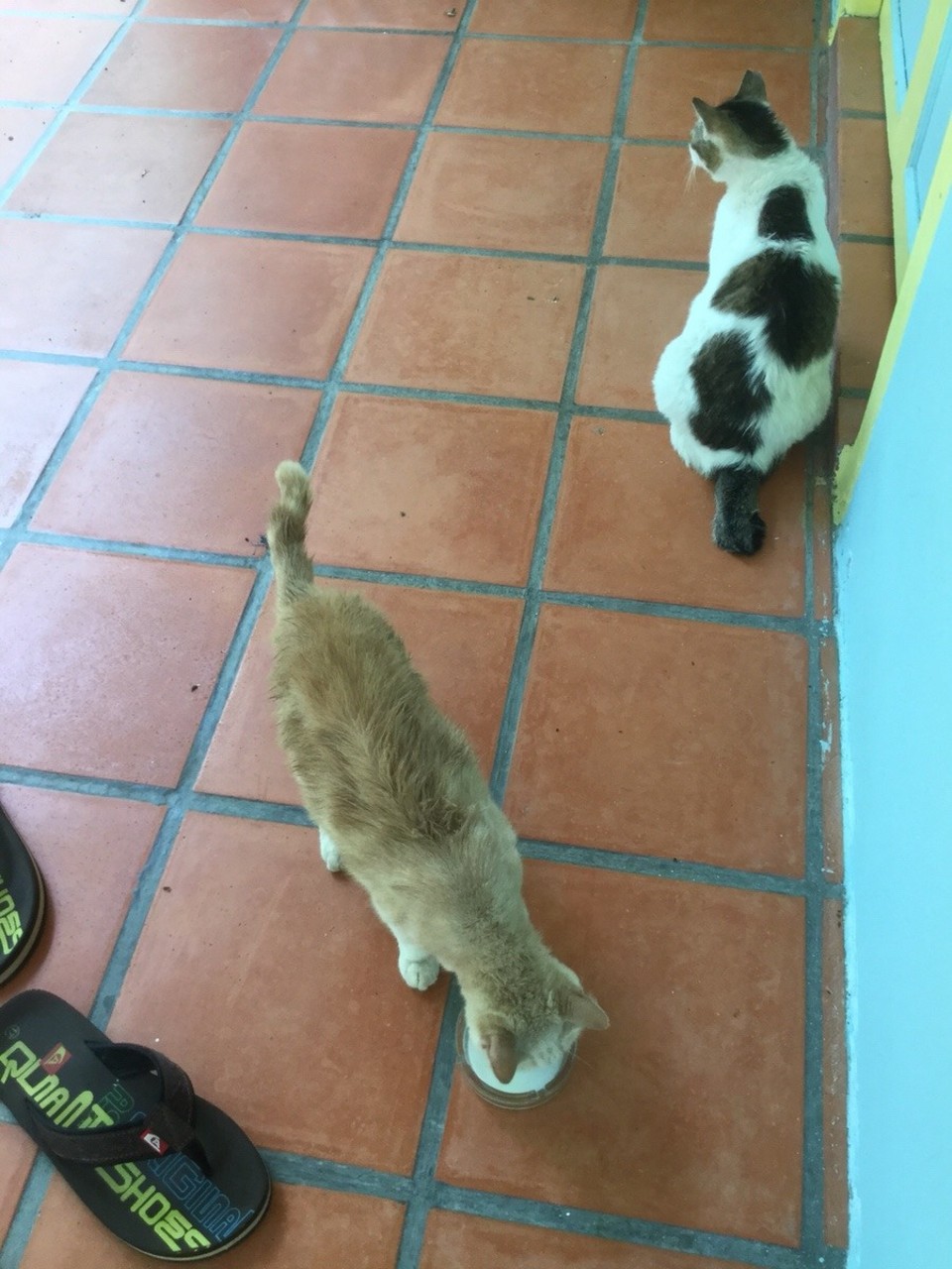 Malaysia - Kedawang - F.C. and Ginger keeping me hostage in the room