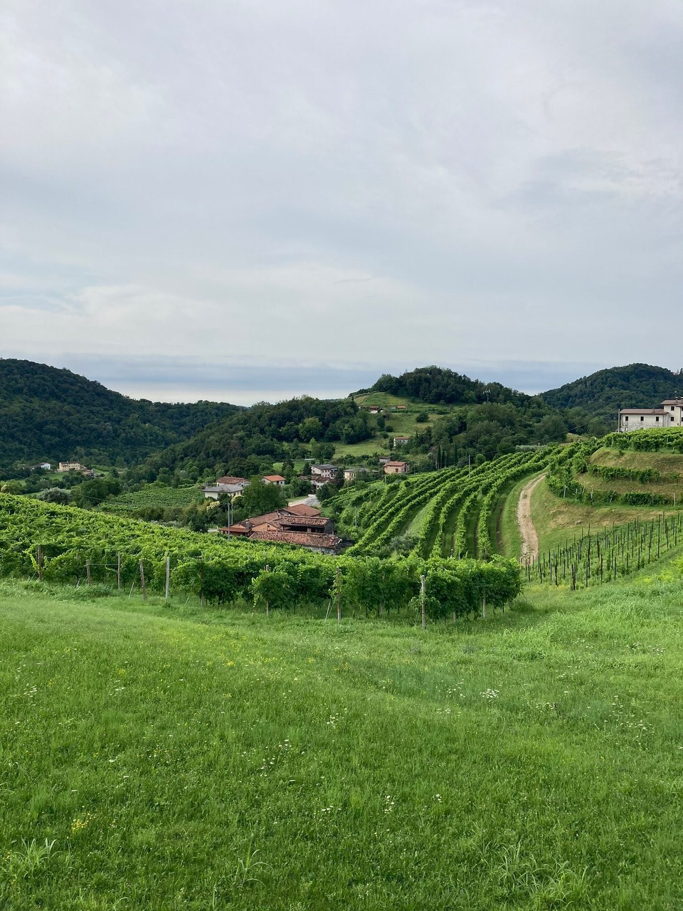 Italien - Susegana - Prosecco DOCG