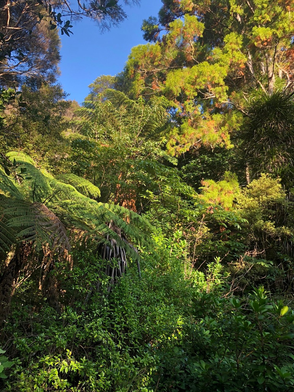 Neuseeland - Karikari Peninsula - Urwald in Richtung Paihia 
