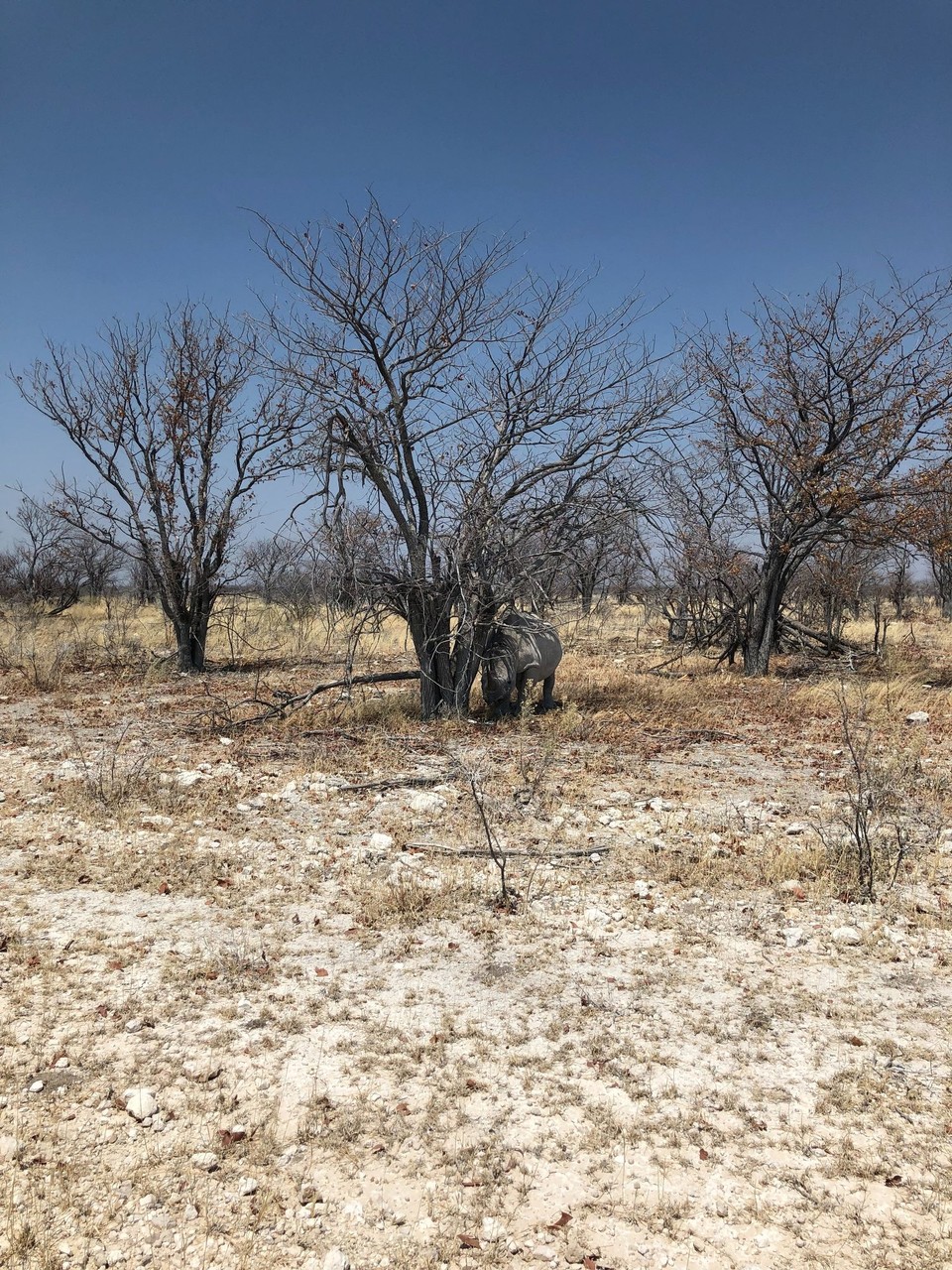 Namibia - Etosha National Park - 
