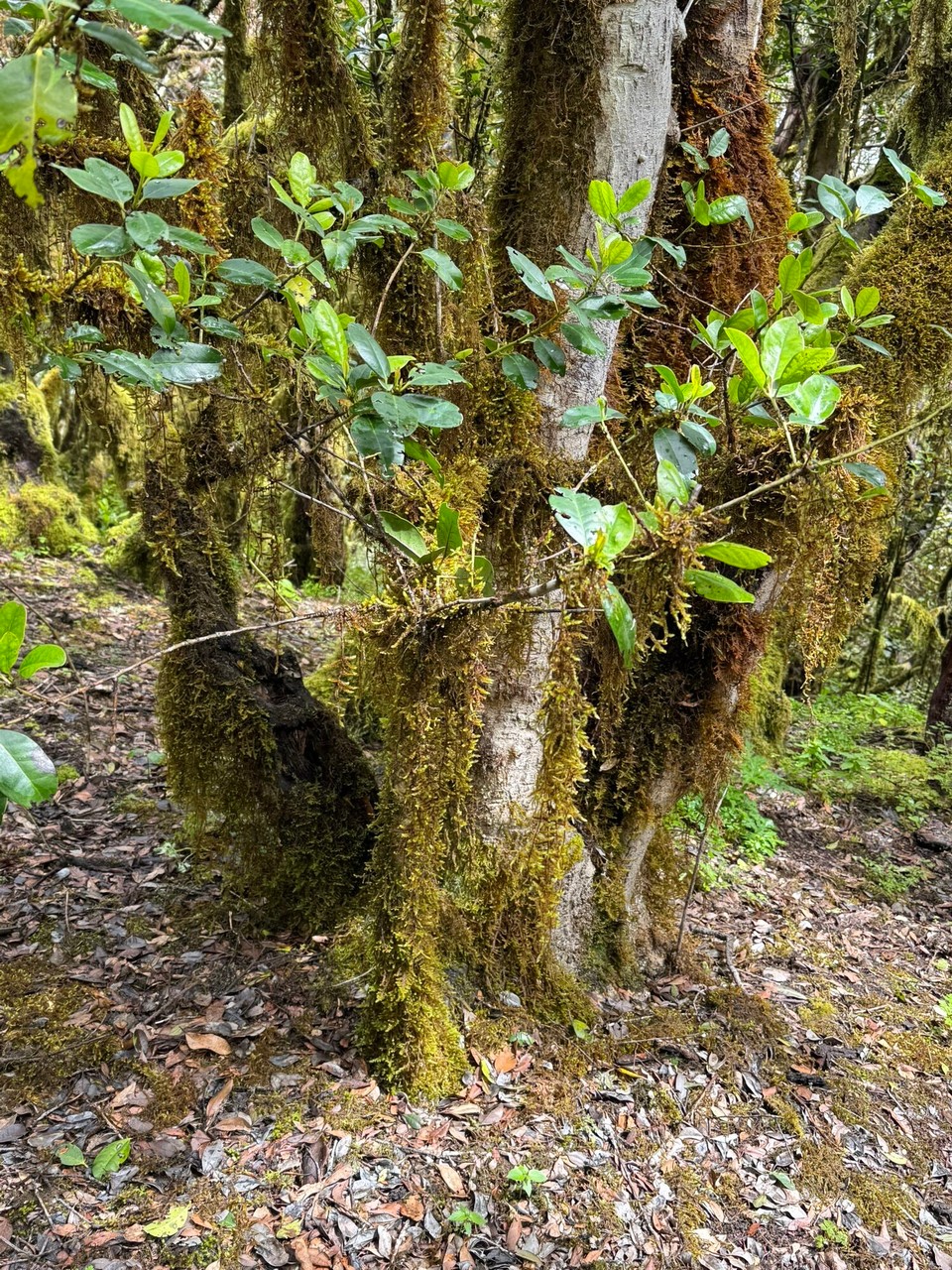 Spanien - San Sebastián de La Gomera - 