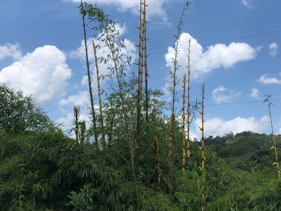 Brasilien - Valença - 