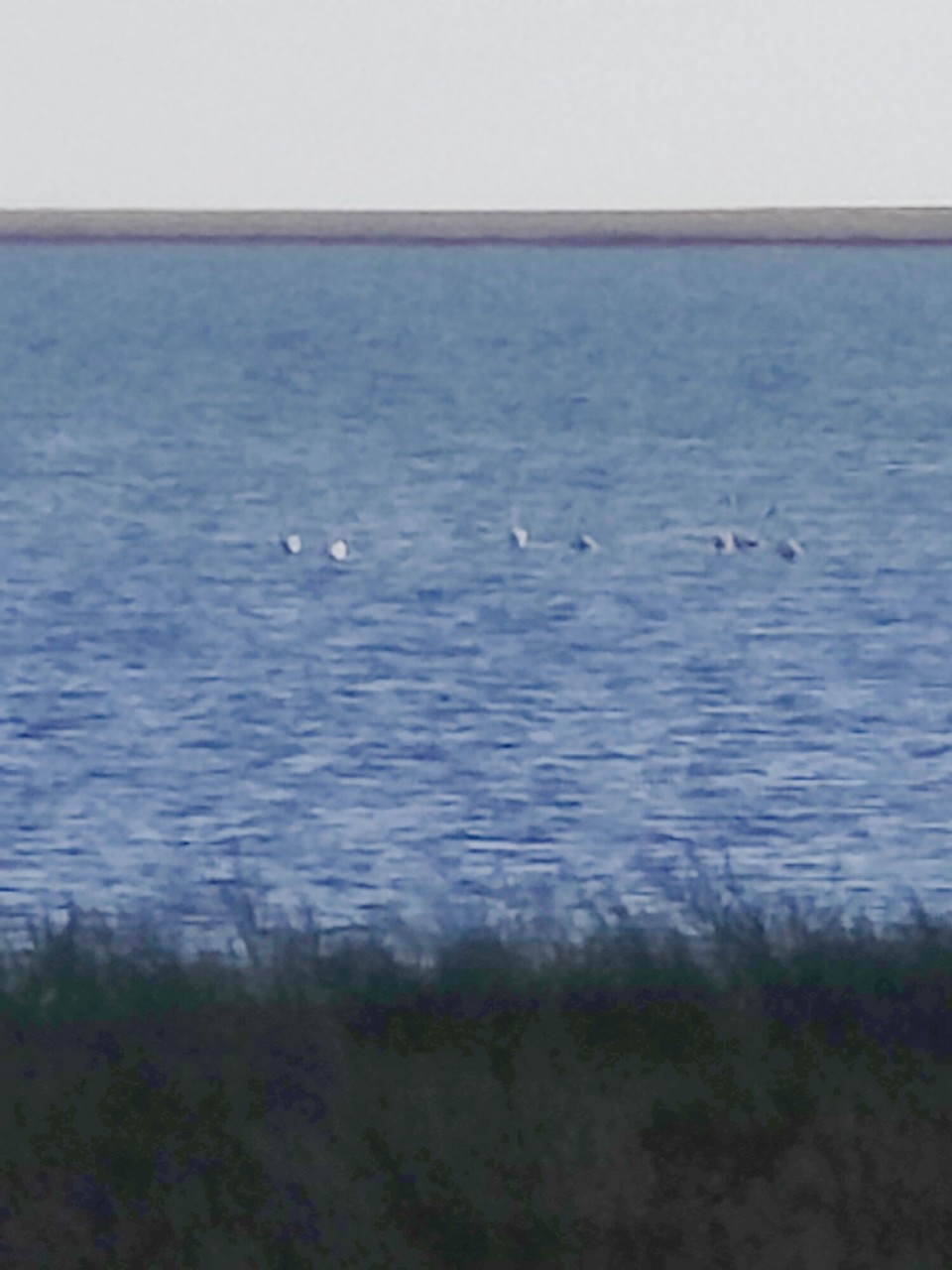 Kasachstan - Abylay - Die echten Flamingos 