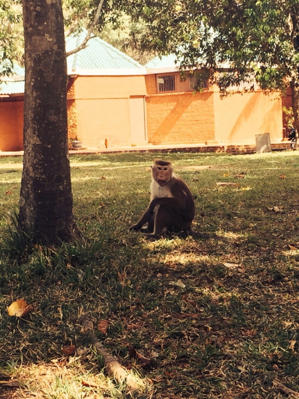 Sri Lanka - Sigiriya - 