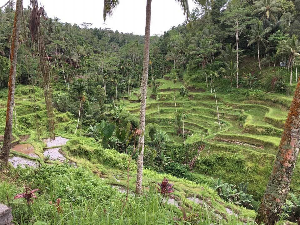 Indonesien - Tabanan - 