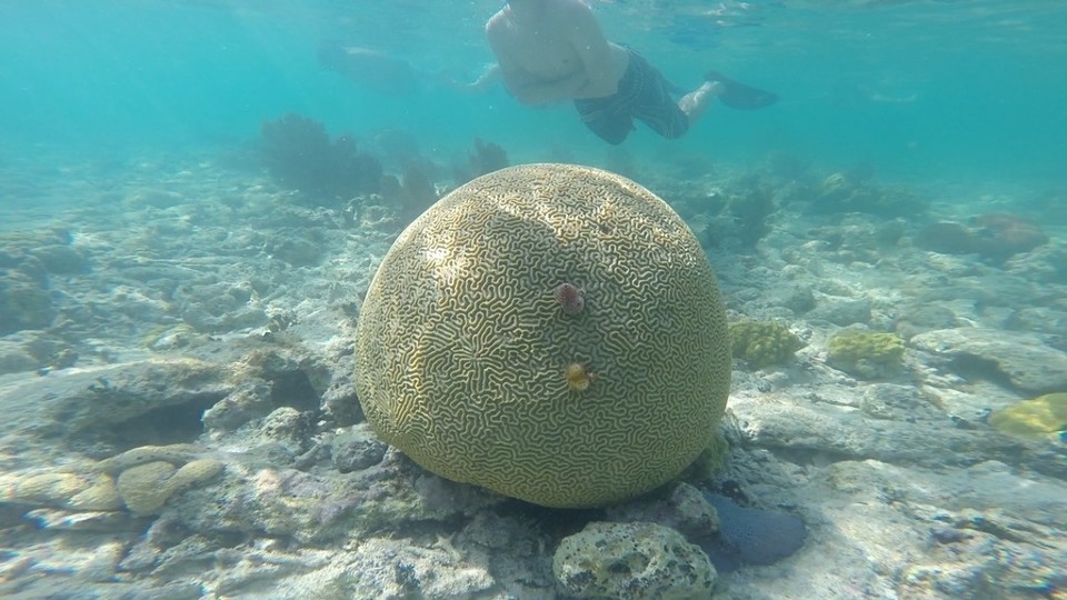 Belize - Rendezvous Island - The brain! 