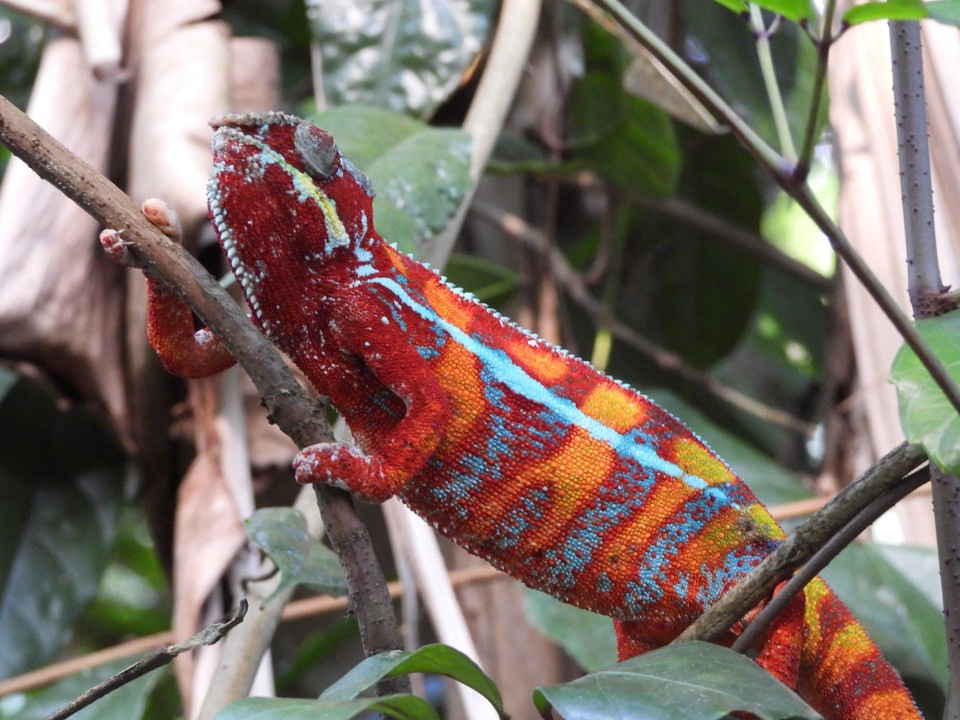 Schweiz - Zürich - und von rechts. Ich habe mir extra ein besonders farbiges Kleid angelegt und will beeindrucken