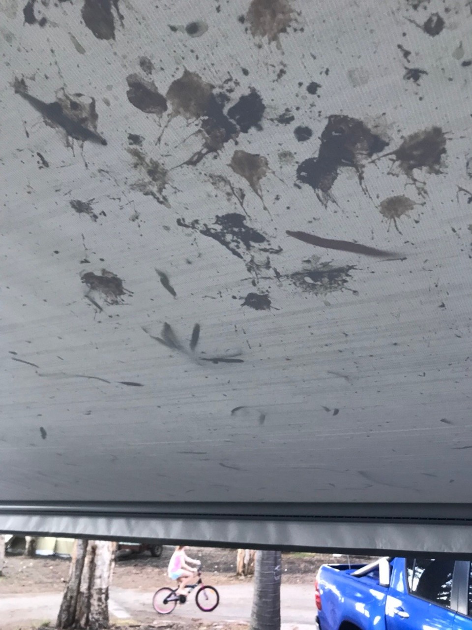 Australia - Seventeen Seventy - Bloody turkeys ! Didn’t know they could climb trees until I saw it with my own eyes ! Then poop and poop they did all over us !!
