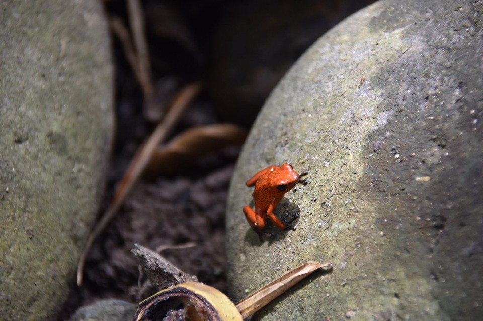 Costa Rica - Talamanca - Typische Pfeilgift Frösche 