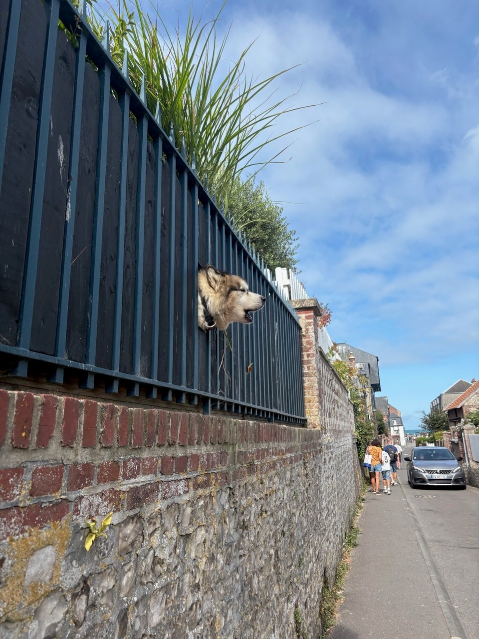 Frankreich - Étretat - Von diesem hübschen aber aufgeregt bellenden Hund wurden wir in Etretat begrüßt 