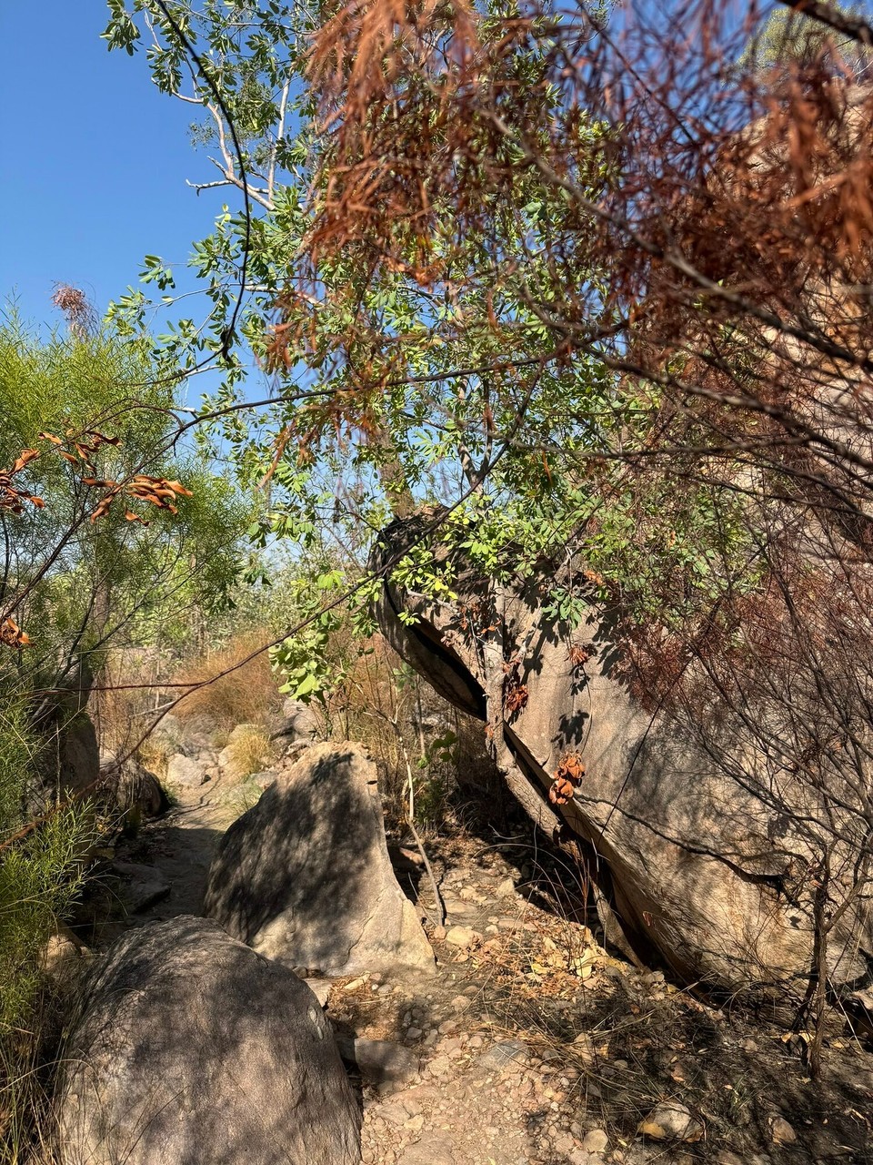 Australien - Litchfield Park - 