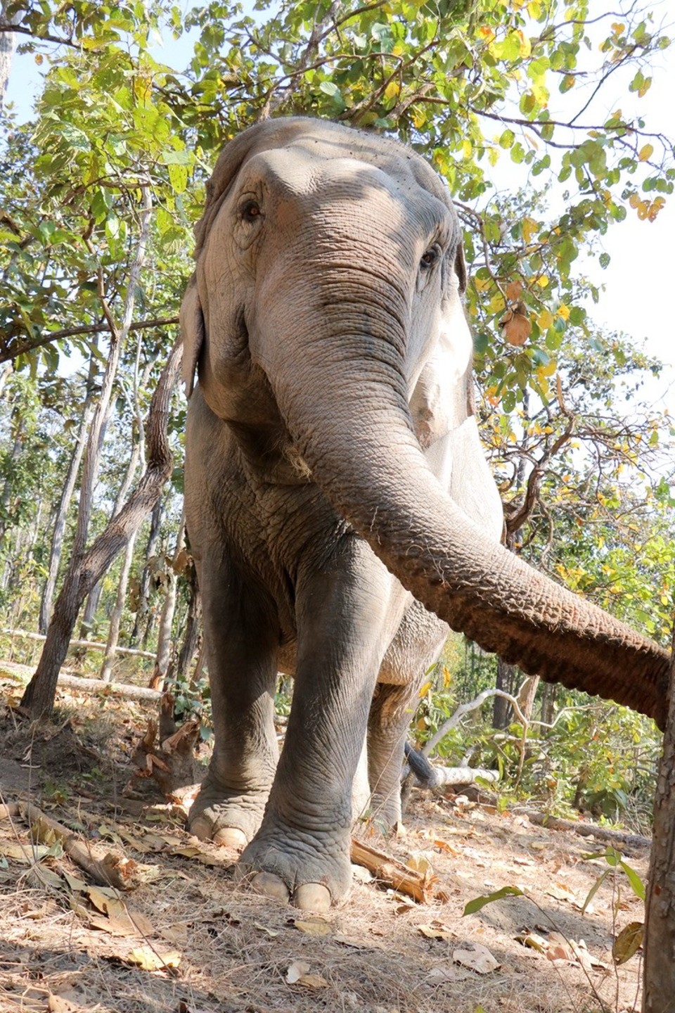 Thailand - Chiang Mai - 
