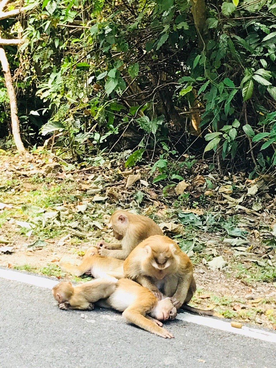 Thailand - Amphoe Mueang Phuket - 