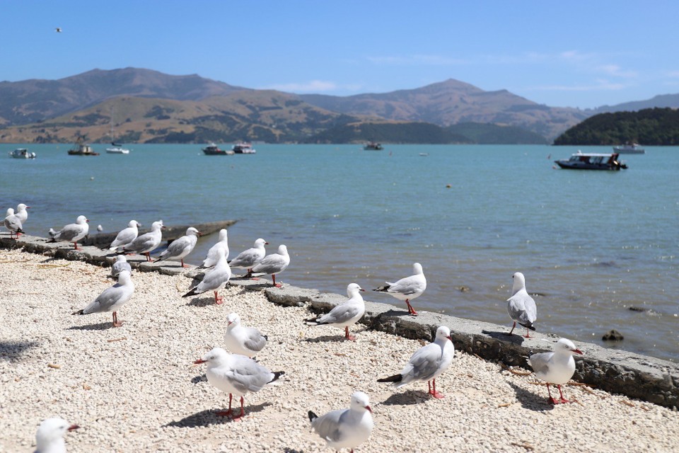 Neuseeland - Akaroa - In Akaroa