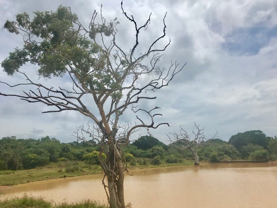 Sri Lanka -  - 