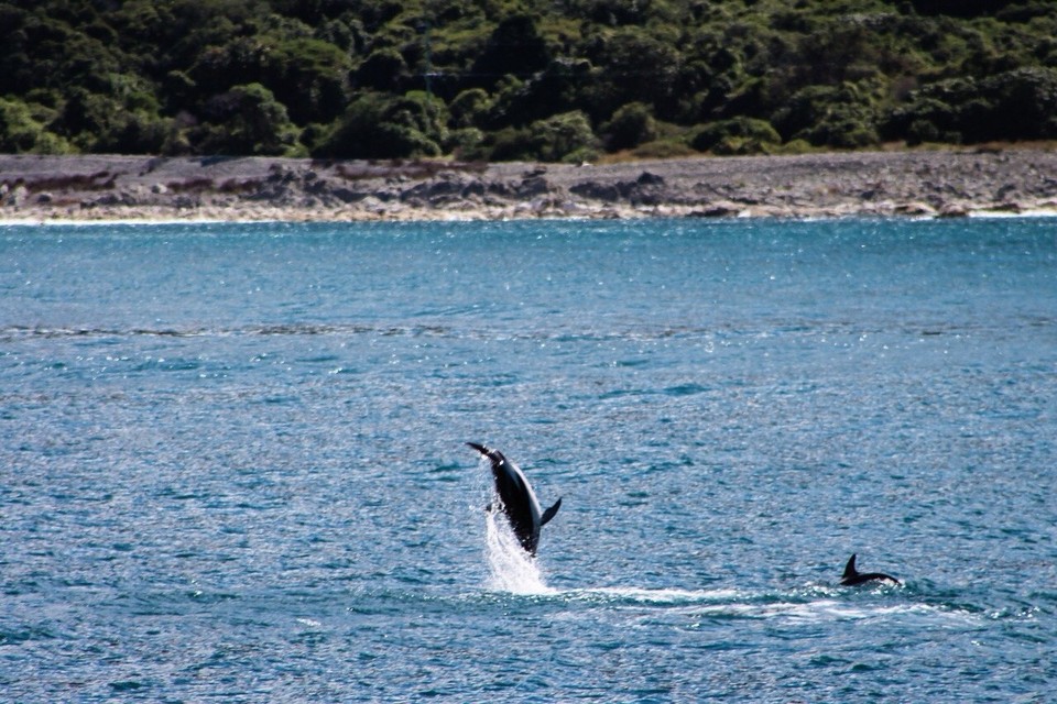 Neuseeland - Kaikoura Peninsula - 