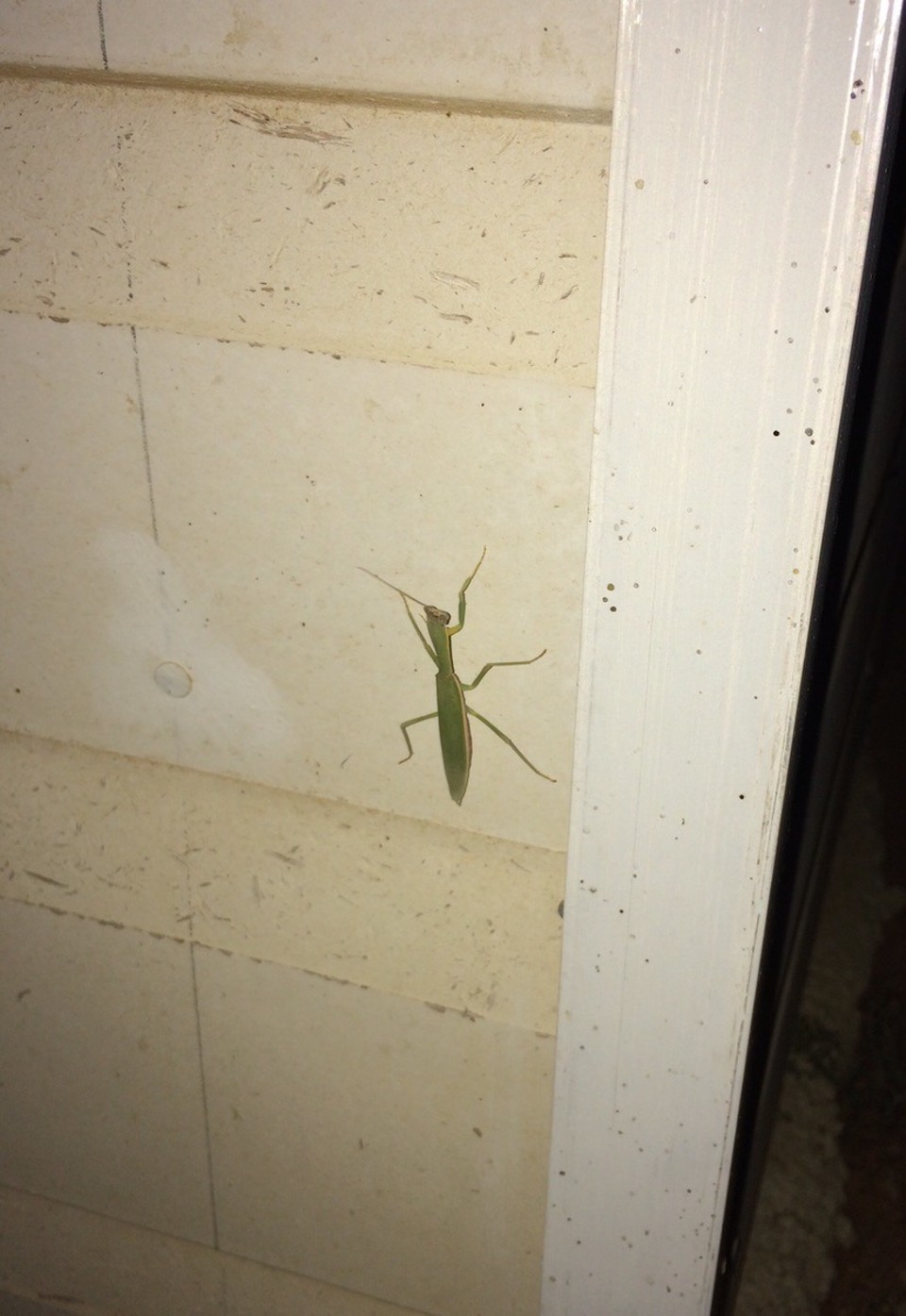  - Australia, Finley 2713 - My first mantis!