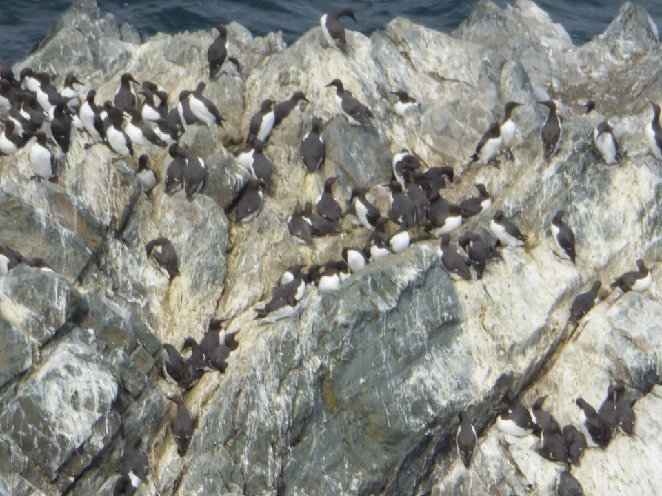 Ireland - Bray - Guillemots.