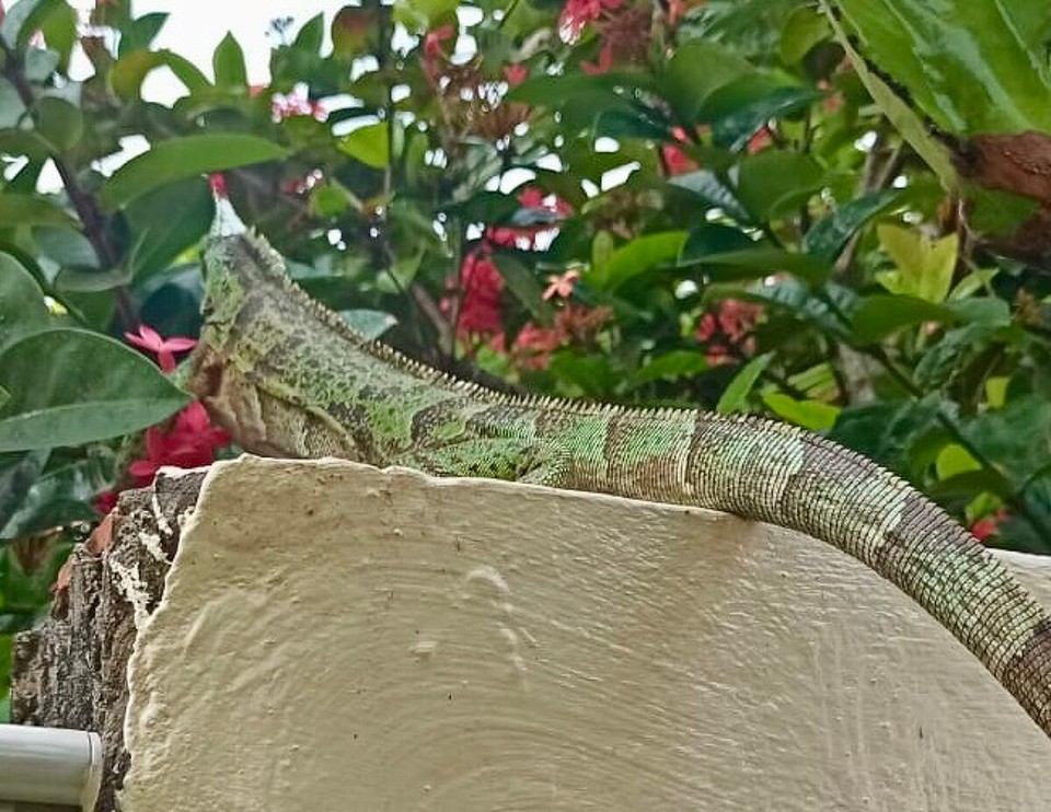 Brasilien - Salvador - Großer Leguan auf Besuch