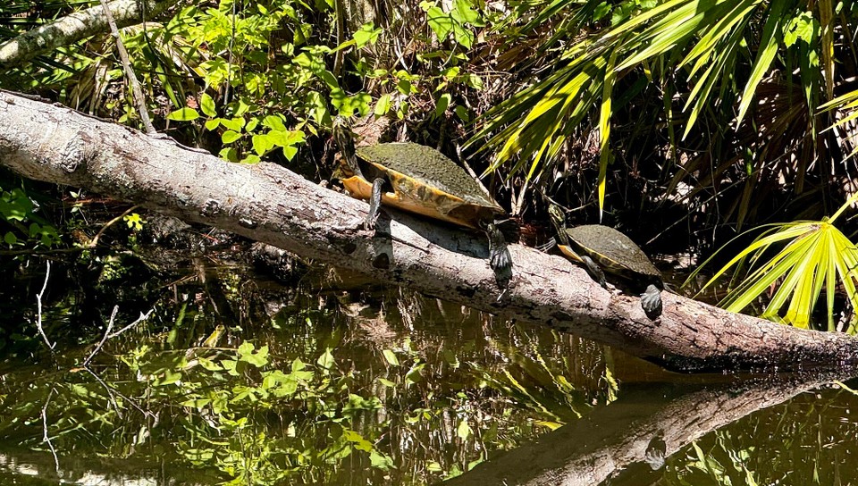 Vereinigte Staaten - Crystal River - 