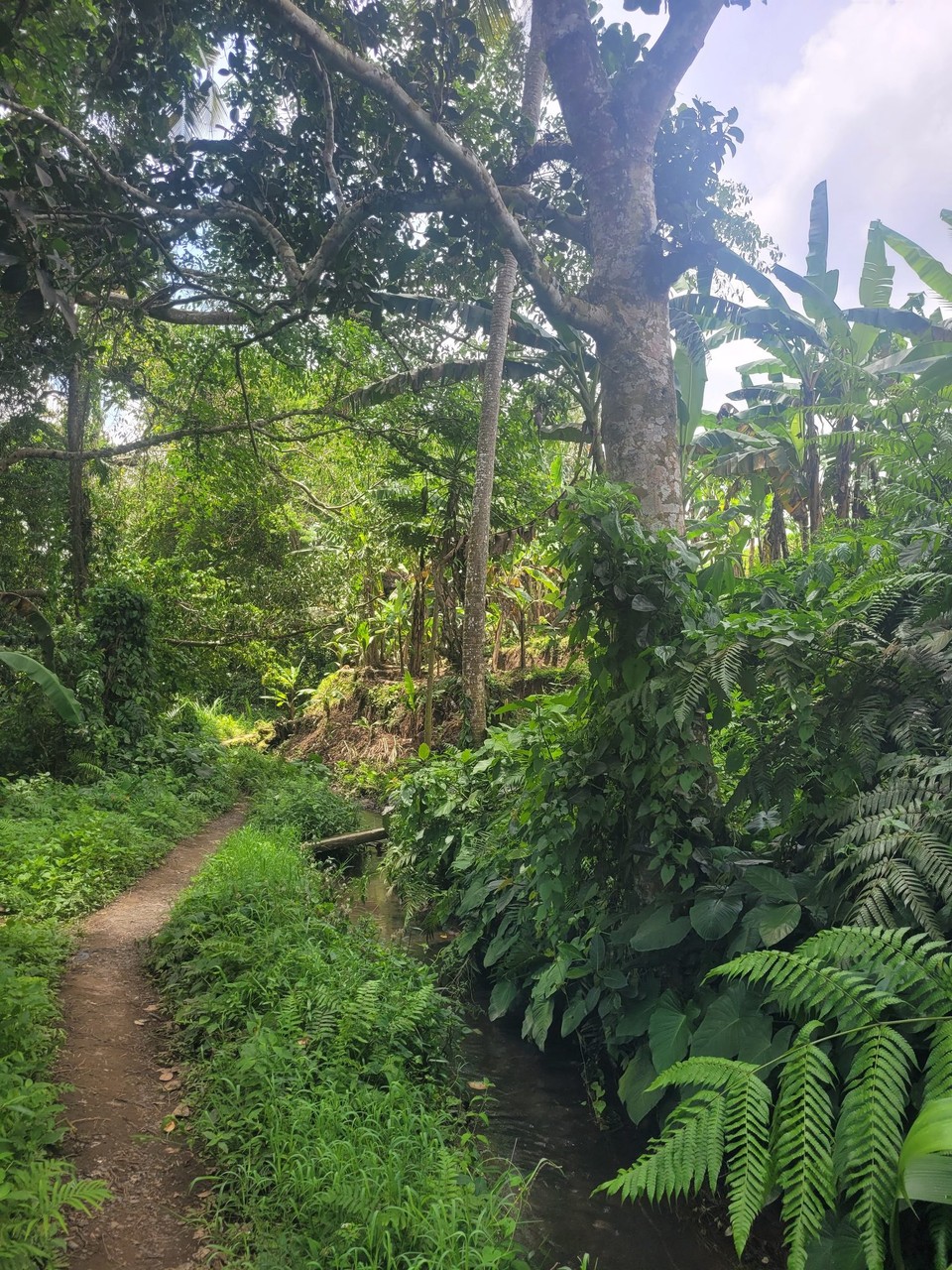 Indonesien - Ubud - 