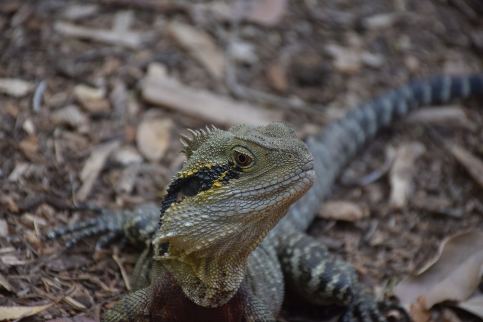 Australien - Currumbin - 
