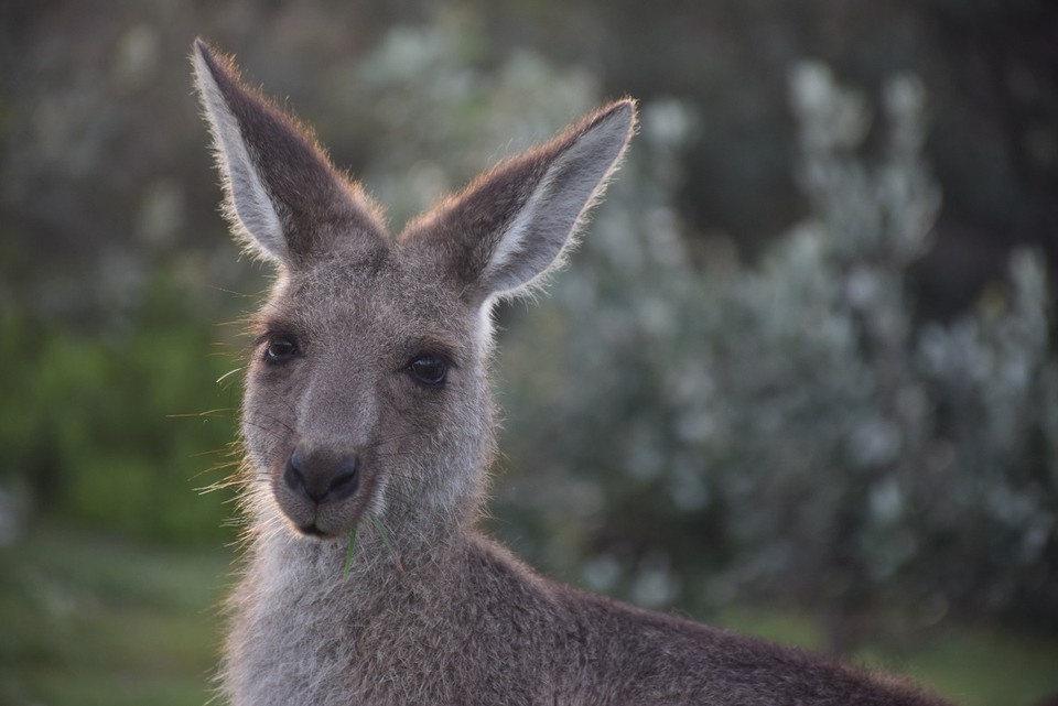 Australien - Coffs Harbour City - 