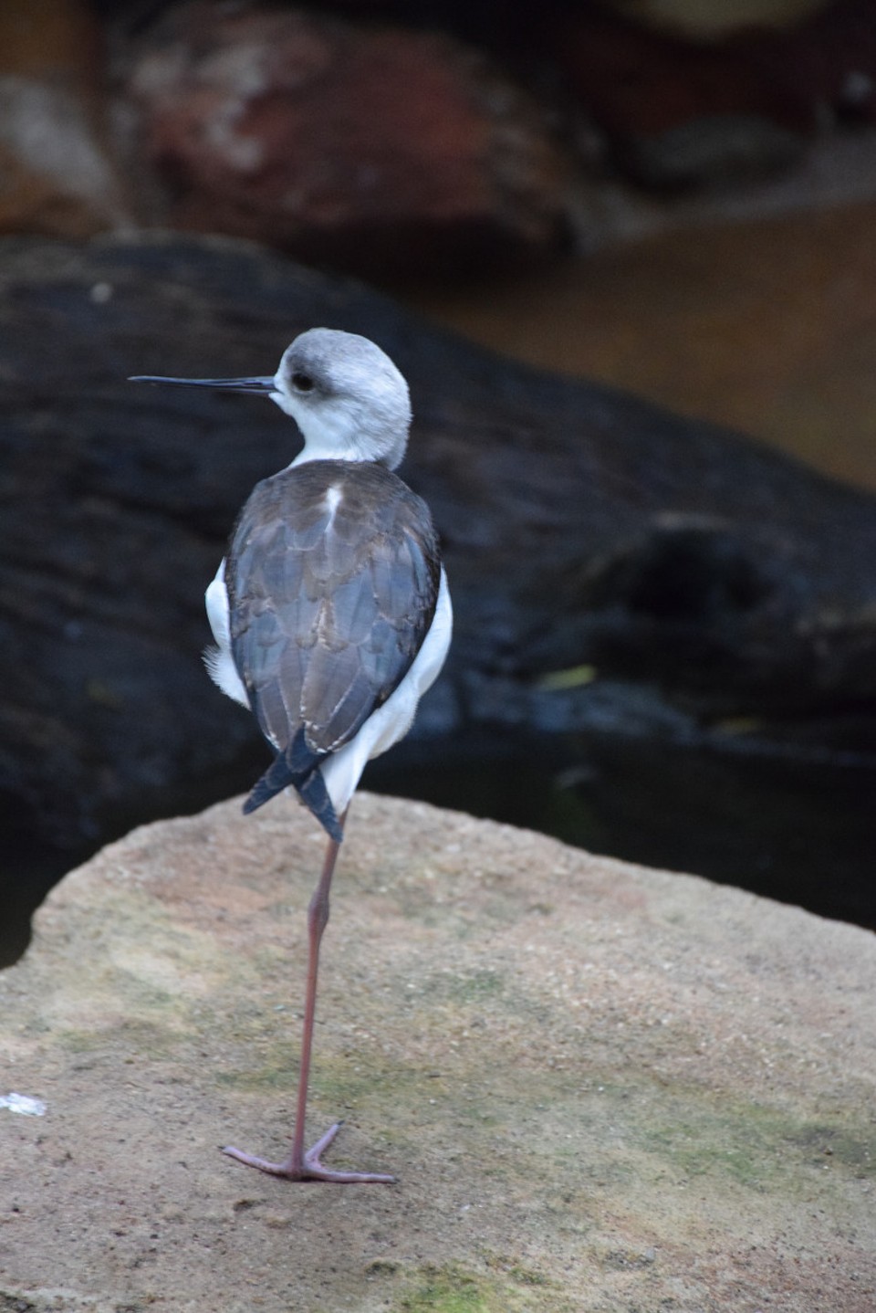 Australien - Newcastle - 