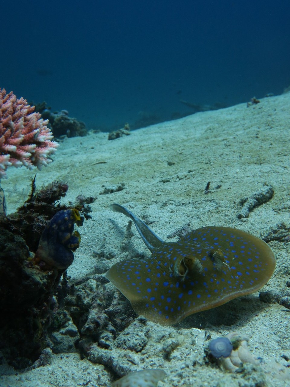 Indonesia - Komodo National Park - Raie Pastenague