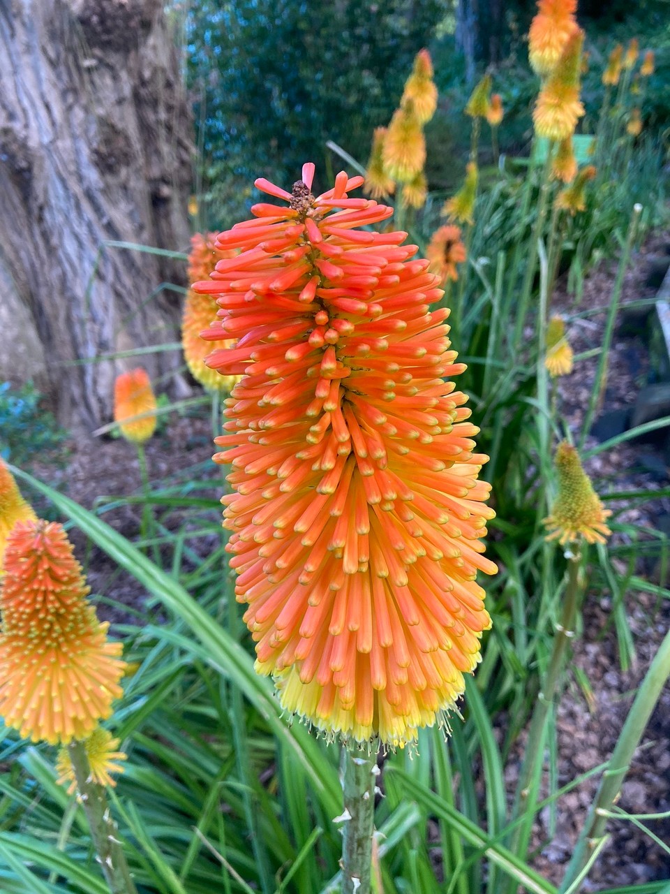 Neuseeland - Napier - 