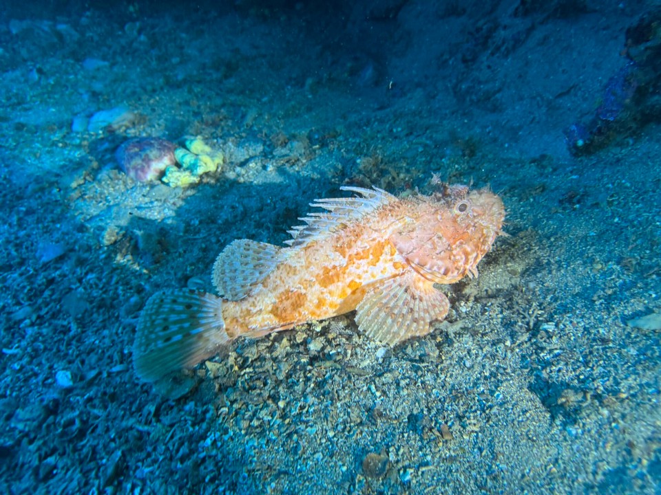 Italien - Capoliveri - Drachenkopf