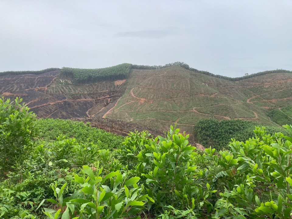 Vietnam - Bo Trach - Erstmal auf einen Hügel und die Welt von oben sehen - hier werden Akazien angebaut
