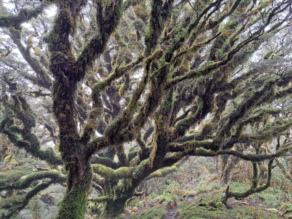 Neuseeland - Te Aroha trail PK - 