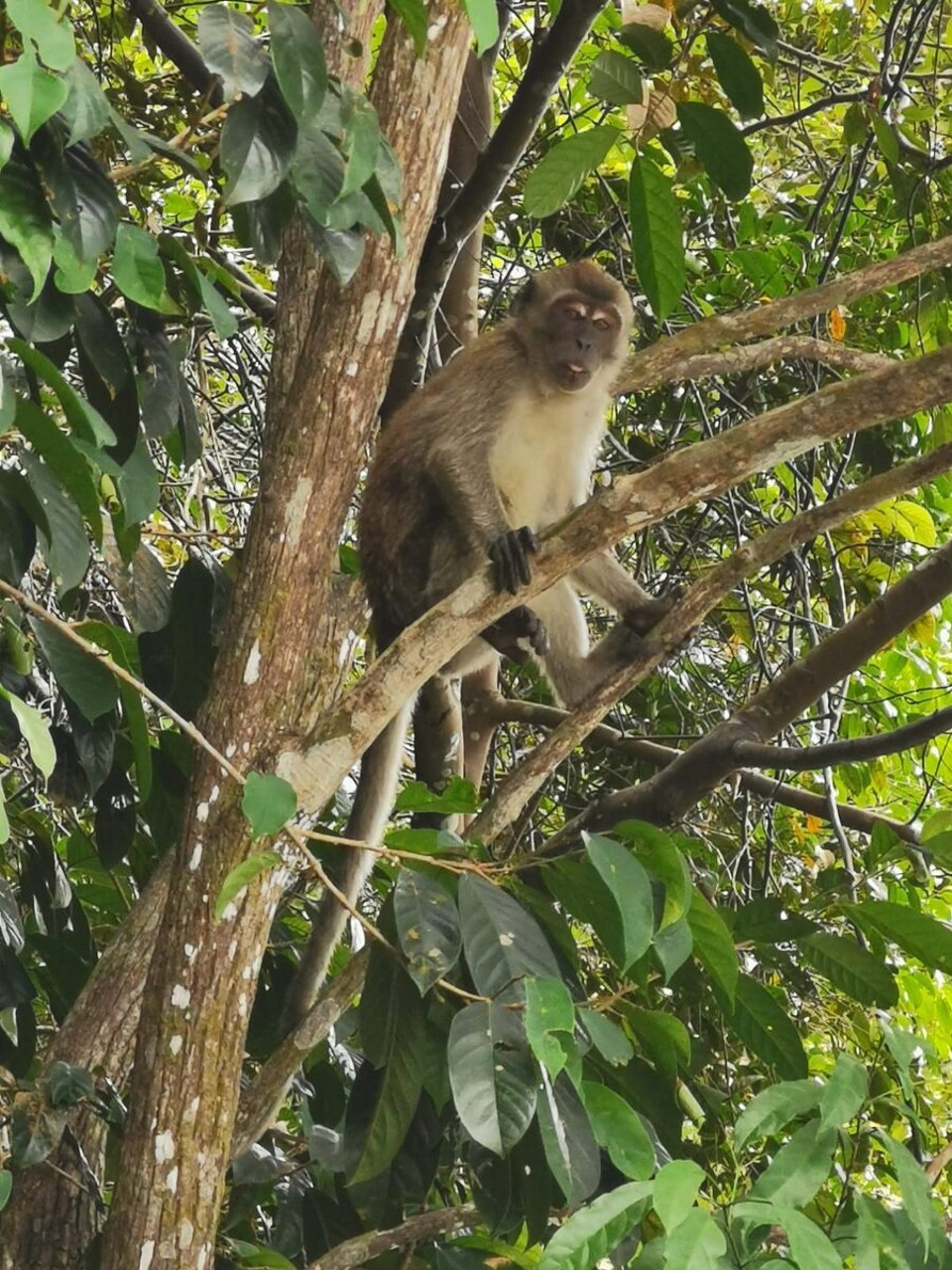 Singapur - Singapur - 