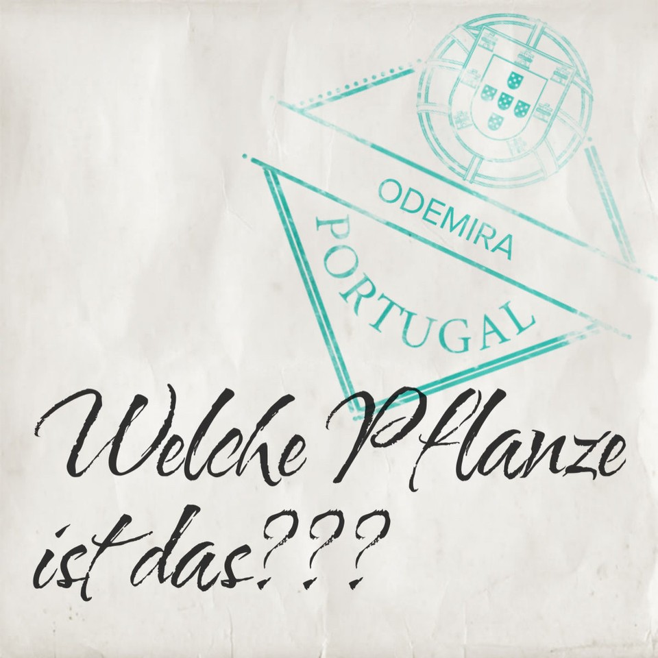 Portugal - Zambujeira do Mar - 