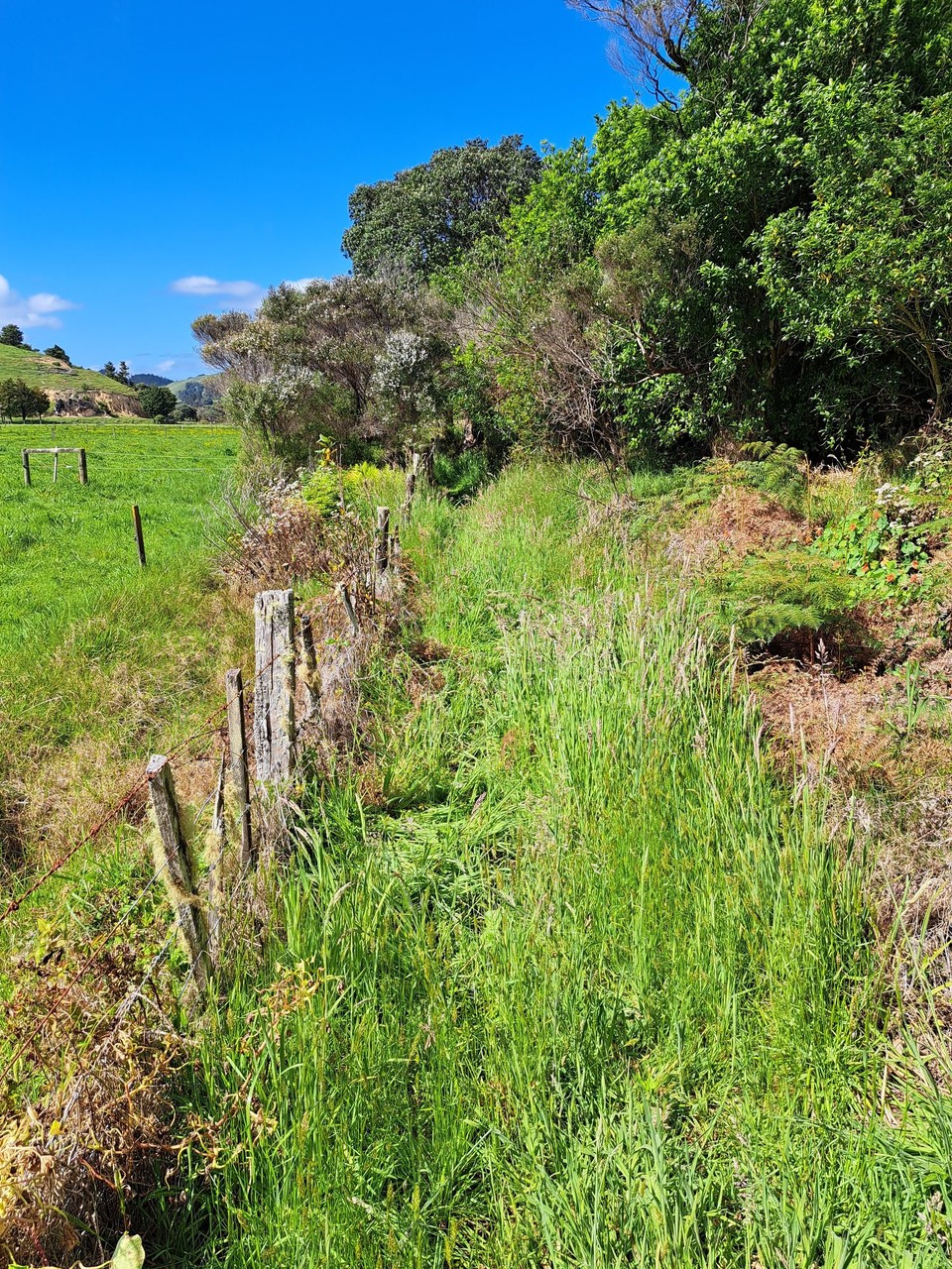 Neuseeland - Matapouri - 