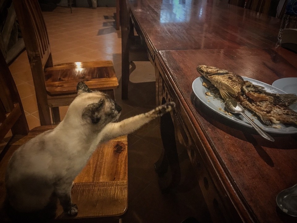 Thailand - Amphoe Chaiya - Und jetzt auch noch das Abendessen in Gefahr
